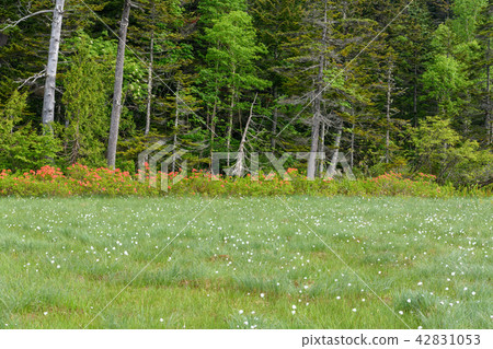 Oga Mire in the blooming Azalea azalea Oga Mire in the blooming Azalea azalea 42831053