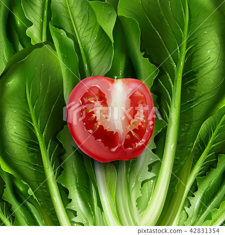 Lettuce and tomato illustration Lettuce and tomato illustration 42831354