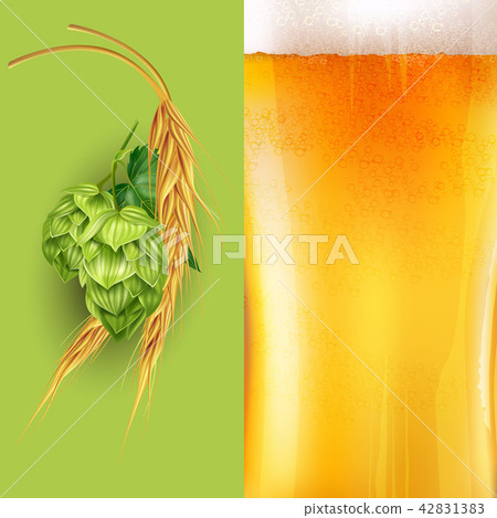 Hops, malt and beer illustration Hops, malt and beer illustration 42831383