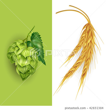 Hops and malt illustration 42831384