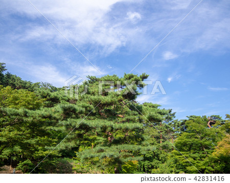 [伊豆]日本庭園赤松[修善寺彩虹村] 42831416