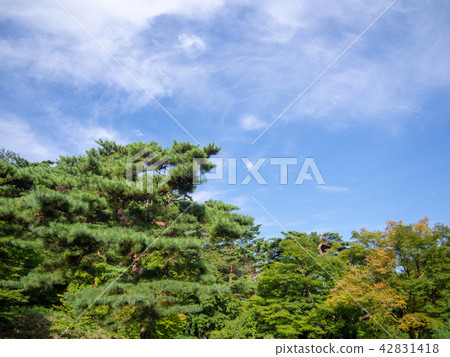[Izu] Japanese garden Akamatsu [Shuzenji Rainbow Village] 42831418