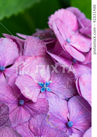hydrangea   42831486