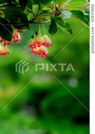 Salasa Doudin 42831608