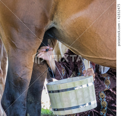 Woman milks a horse Woman milks a horse 42832475