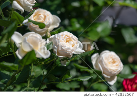 杯開花的白色玫瑰花 杯開花的白色玫瑰花 42832507