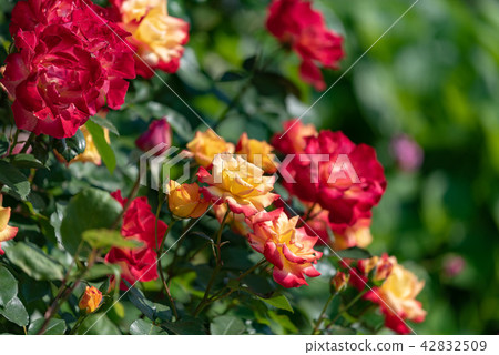 Red and yellow rose flower 42832509