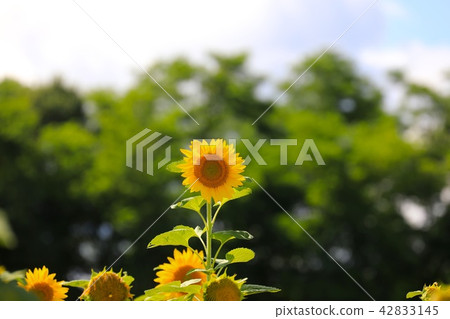 向日葵花 42833145