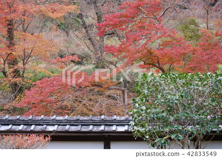 從Honjo-ji寺廟訪客的靖國神社的秋季風景 從Honjo-ji寺廟訪客的靖國神社的秋季風景 42833549