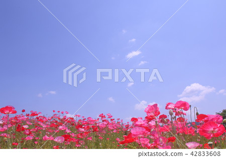 Poppy Poppy 42833608