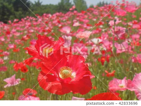 罌粟 罌粟 42833696