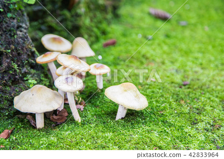 mushroom growing on the moss mushroom growing on the moss 42833964