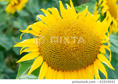 Yellow sunflowers in the field Yellow sunflowers in the field 42834042
