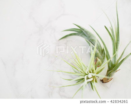 Air plants 42834261