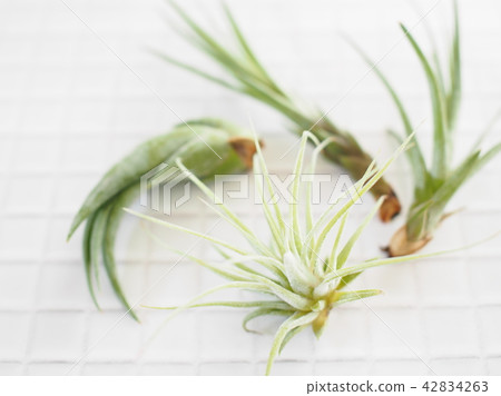 空氣植物 42834263