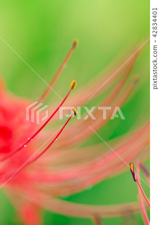 Higanbana花紅色beanflower紅色海星 Higanbana花紅色beanflower紅色海星 42834401