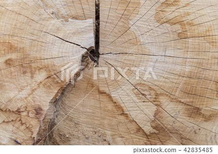 Photo of cut of tree Photo of cut of tree 42835485