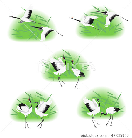 Red-crowned Cranes in Reed Thickets Red-crowned Cranes in Reed Thickets 42835902