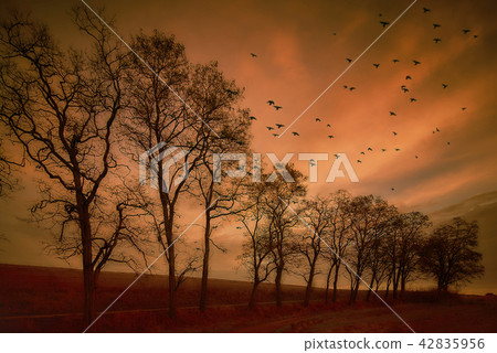 Flying birds. Autumn evening landscape. 42835956