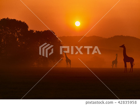Evening African landscape with giraffes. 42835958