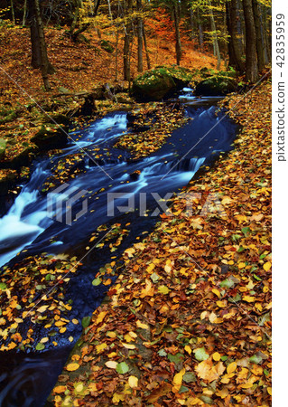 Mountain wood stream in an autumn forest 42835959