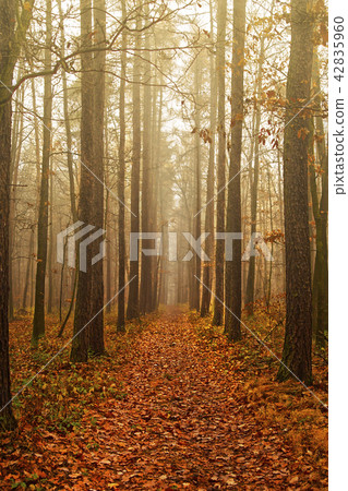 Mystical condition of a forest  42835960