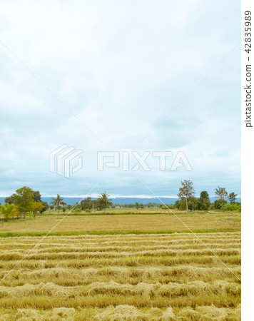Rice paddy field after harvest season in Thailand 42835989