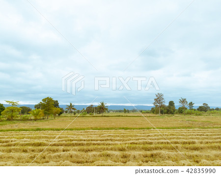 Rice paddy field after harvest season in Thailand 42835990