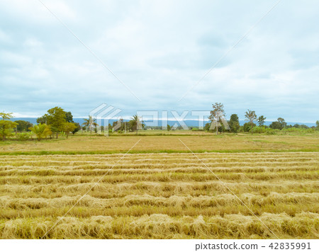 Rice paddy field after harvest season in Thailand 42835991