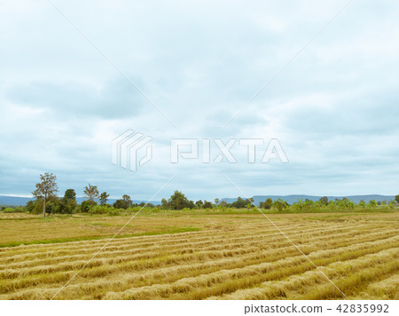 Rice paddy field after harvest season in Thailand 42835992