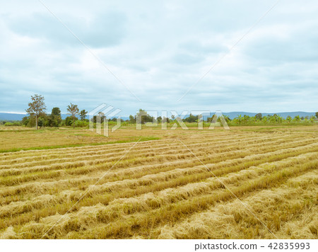 Rice paddy field after harvest season in Thailand Rice paddy field after harvest season in Thailand 42835993