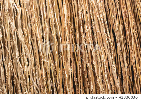 Detail of broom Detail of broom 42836030