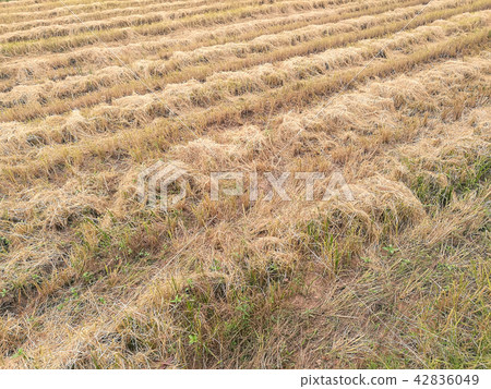 Rice paddy field after harvest season in Thailand 42836049