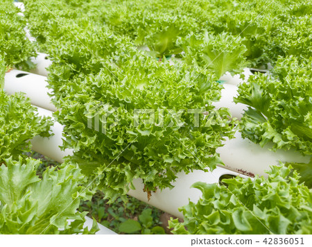 Salad vegetable green lettuce in farm close up Salad vegetable green lettuce in farm close up 42836051