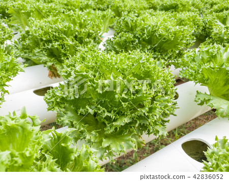 Salad vegetable green lettuce in farm close up Salad vegetable green lettuce in farm close up 42836052