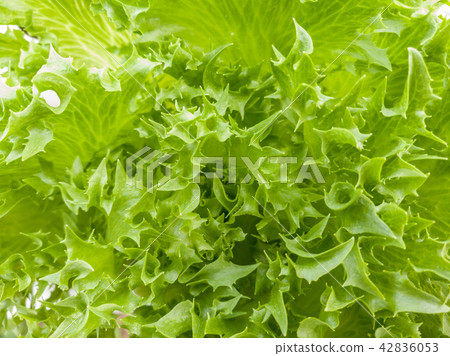 Salad vegetable green lettuce in farm close up Salad vegetable green lettuce in farm close up 42836053