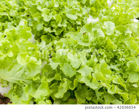 Salad vegetable green lettuce in farm close up Salad vegetable green lettuce in farm close up 42836054