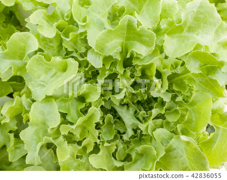 Salad vegetable green lettuce in farm close up 42836055