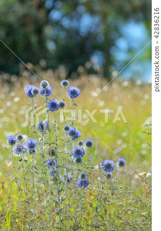 Thistle,Onopordum acanthium on field Thistle,Onopordum acanthium on field 42836216
