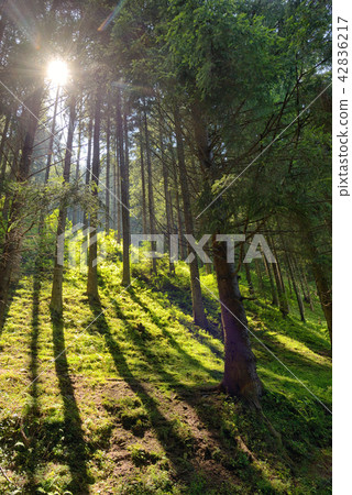 Scene Forest with Sun Rays Scene Forest with Sun Rays 42836217