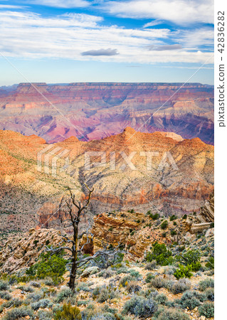 Grand Canyon Landscape 42836282