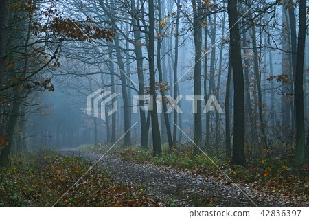 Mystical condition of a forest in morning 42836397