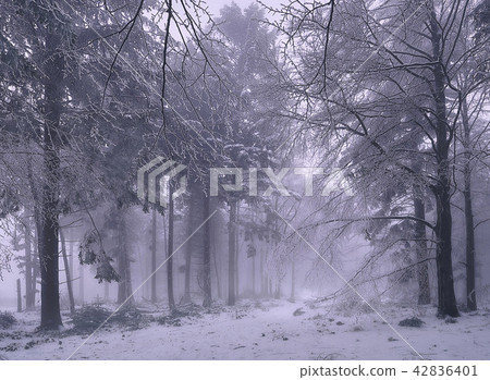 Winter in forest. 42836401