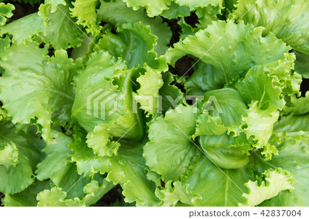 Green lettuce plants in growth at garden top view 42837004