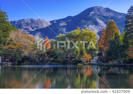 Autumn leaves of Yufuin gold scale lake 42837009