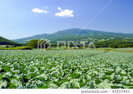 Summer Mountains and Cabbage fields 42837441
