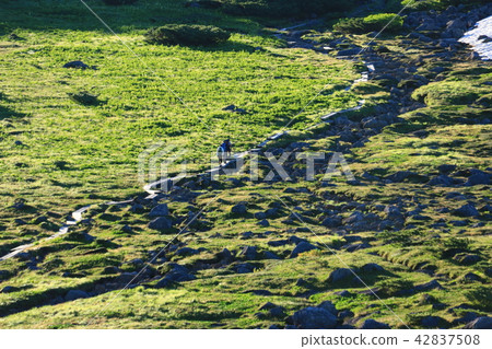 Northern Alps Unzenaira Japan Alpine plant and rock walking in the last secret zone 42837508