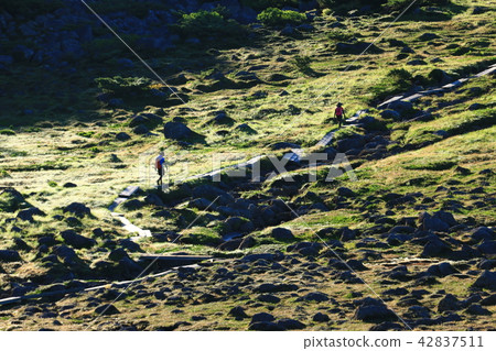 北阿爾卑斯山Unzenaira日本高山植物和岩石走在最後的秘密區 42837511