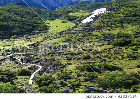 北阿爾卑斯山Unzenaira日本高山植物和岩石走在最後的秘密區 42837514