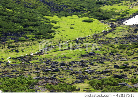 Northern Alps Unzenaira Japan Alpine plant and rock walking in the last secret zone 42837515